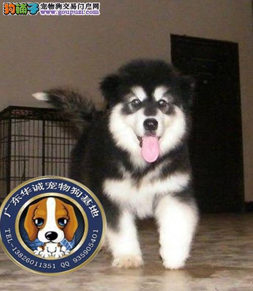 宠物狗假的0 宠物狗假的0