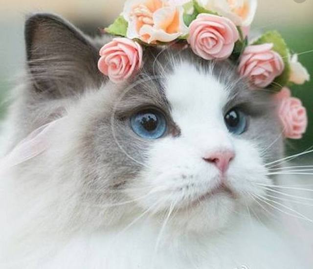 昌黎小伙宠物狗批发：温馨陪伴，从一只狗狗开始