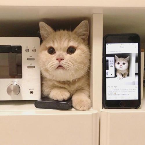 宠物狗装修独立空间:打造温馨宠物乐园 宠物狗装修独立空间:打造温馨宠物乐园