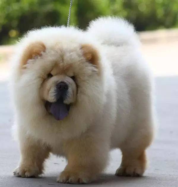 宠物狗时髦发型：打造时尚宠物的秘密武器