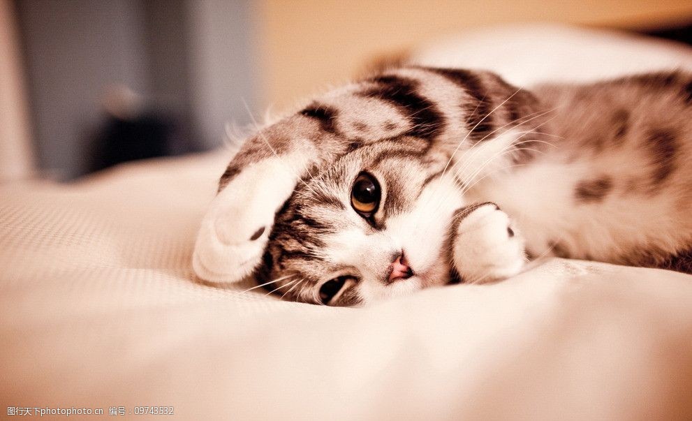 泉州宠物狗咨询网:您的宠物健康守护者 泉州宠物狗咨询网:您的宠物健康守护者