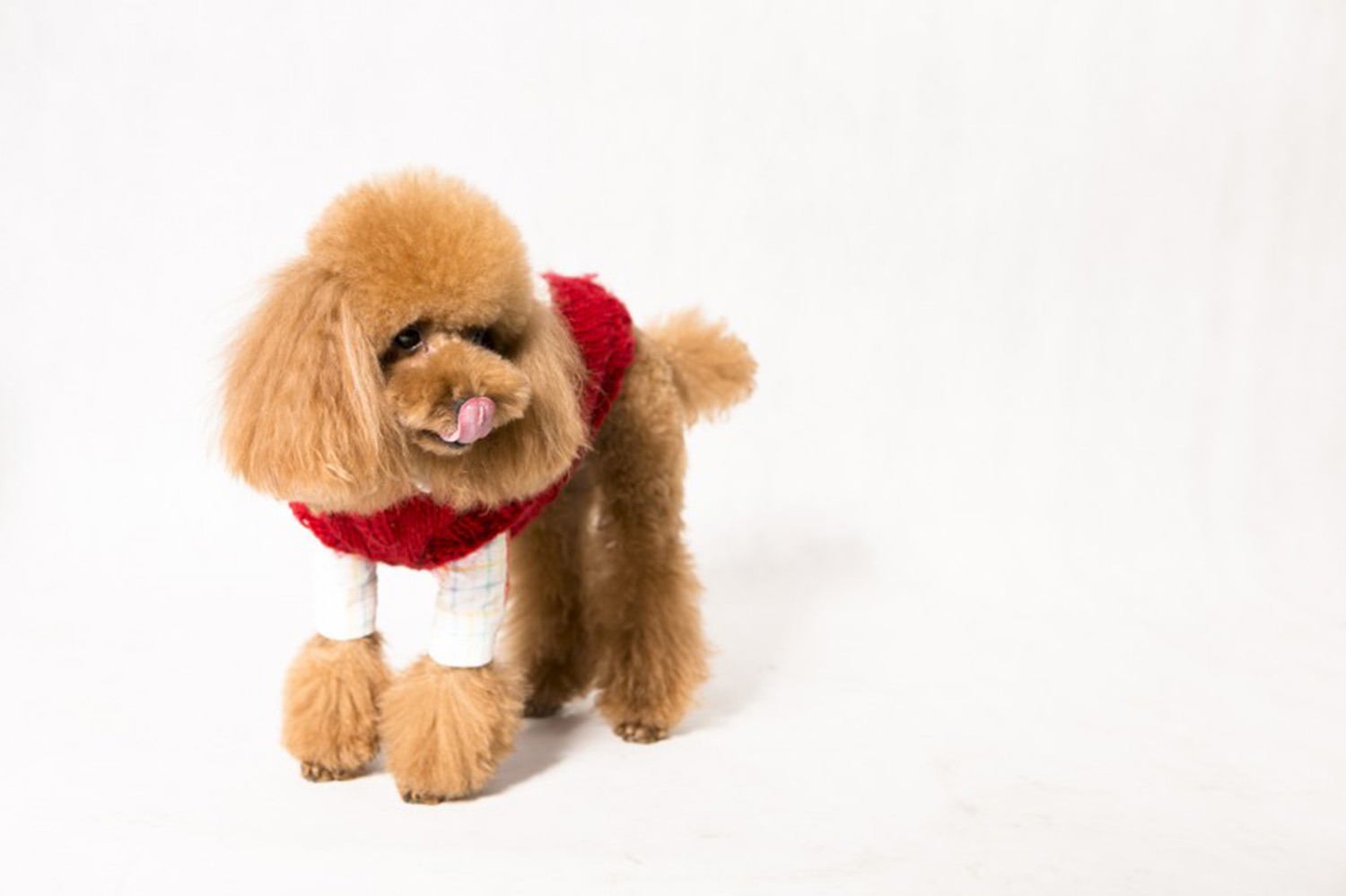 狗肉火锅宠物狗 狗肉火锅宠物狗