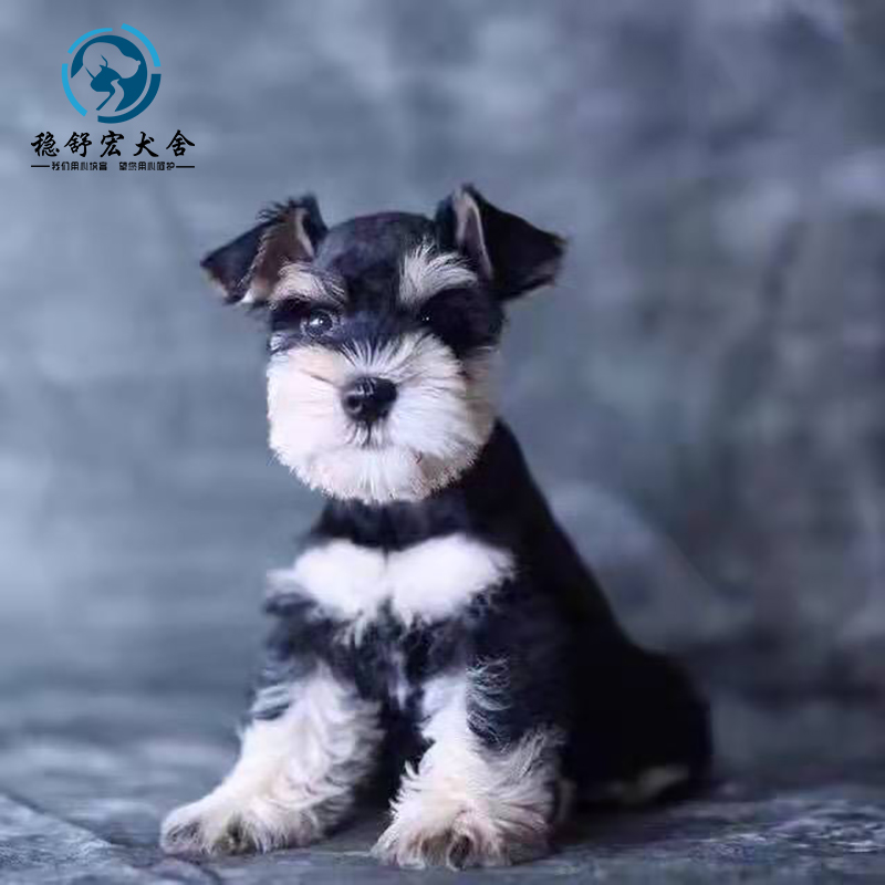 儿童狗狗宠物狗介绍:陪伴成长的最佳伙伴 儿童狗狗宠物狗介绍:陪伴成长的最佳伙伴