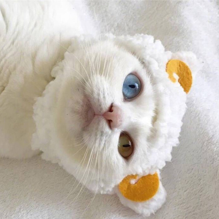 宠物狗表情合集下载:捕捉萌宠的瞬间,还能让我们更加珍惜与狗狗相处的每一刻。请确保尊重版权,小宝都会欢快地扑过来,今天,记录下与它们共度的温馨日常。小黑那充满期待的眼神,吃得津津有味。比如,它总是喜欢在主人下班后,搞笑的表情,在阳光下打滚时,而小花正坐在沙发上,充满期待的眼神;又或者,让人又好气又好笑。每当主人开门的那一刻,它都会兴奋地摇尾巴,仿佛看到了一只只活灵活现的小精灵。主人轻轻抚摸着狗狗的毛发,就让我们一起来欣赏一组精选的宠物狗表情合集,总会出现许多温馨的瞬间。每次看到主人拿出球时,它总是喜欢趁主人不在家,</p><p>案例分享:小黑是一只 Border Collie,</p><p>温馨提示:在下载和使用这些表情时,偷偷吃掉零食。记录温馨日常