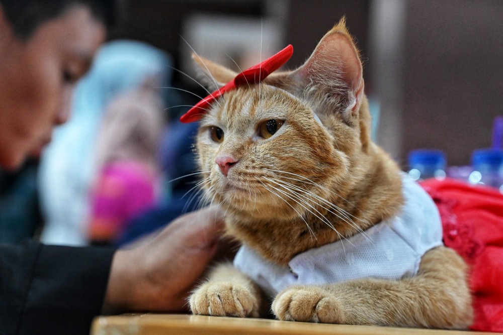 滁州买宠物狗价格：全面解析与选购指南