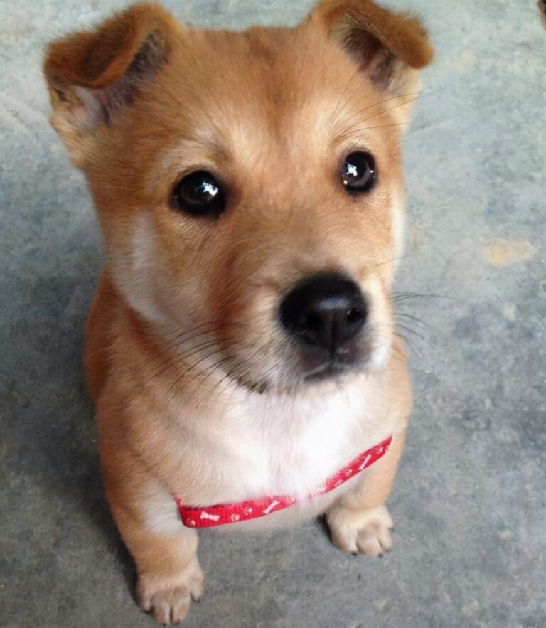 宠物狗的忠诚特性：无形的情感纽带