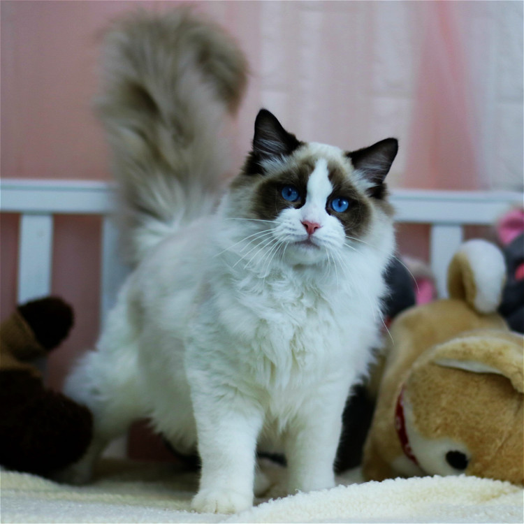 同城宠物狗配送:让毛孩子也能享受“门到门”的贴心服务 同城宠物狗配送:让毛孩子也能享受“门到门”的贴心服务