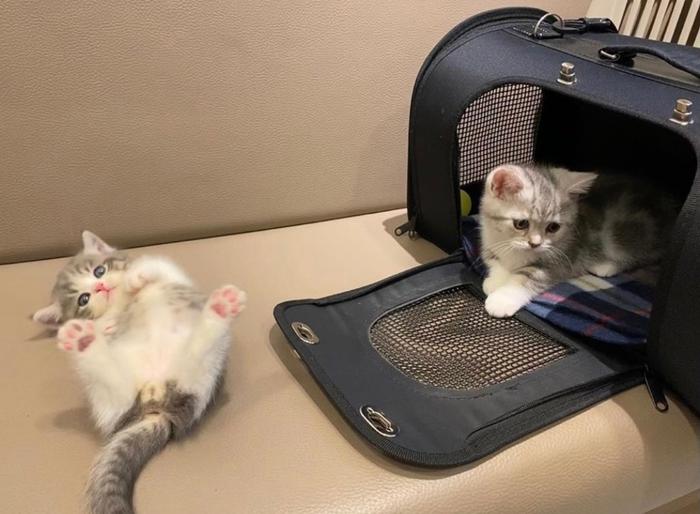 宠物狗的身体真差?揭秘宠物健康问题及改善之道 宠物狗的身体真差?揭秘宠物健康问题及改善之道